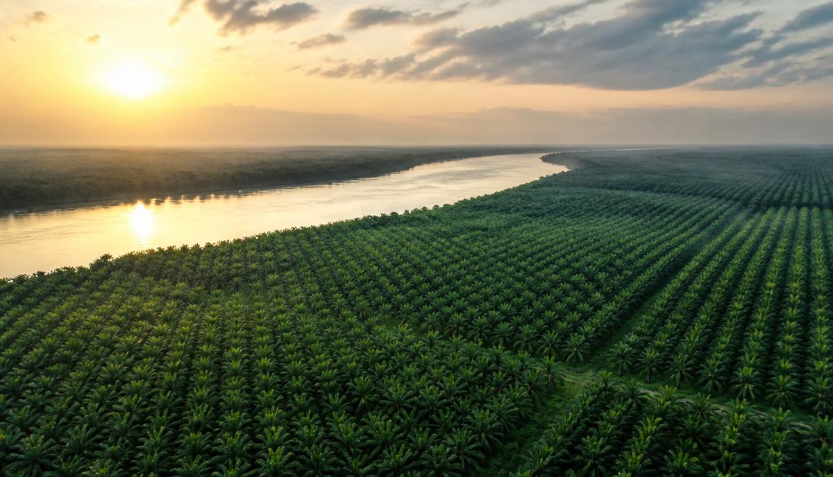 Aerial view of DELCOM oil palm estate operations in Delta State, Nigeria