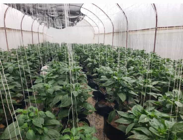 Protected cropping under tunnel.