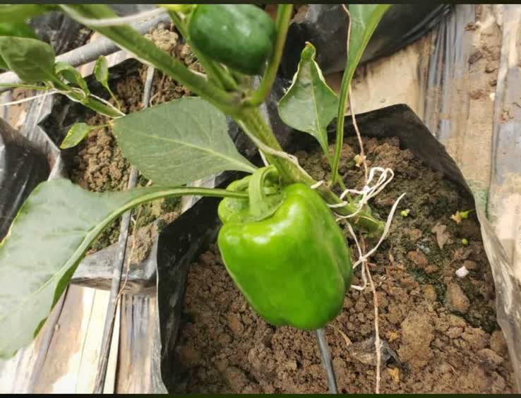 Organic bell pepper grown in the Sunclave greenhouse