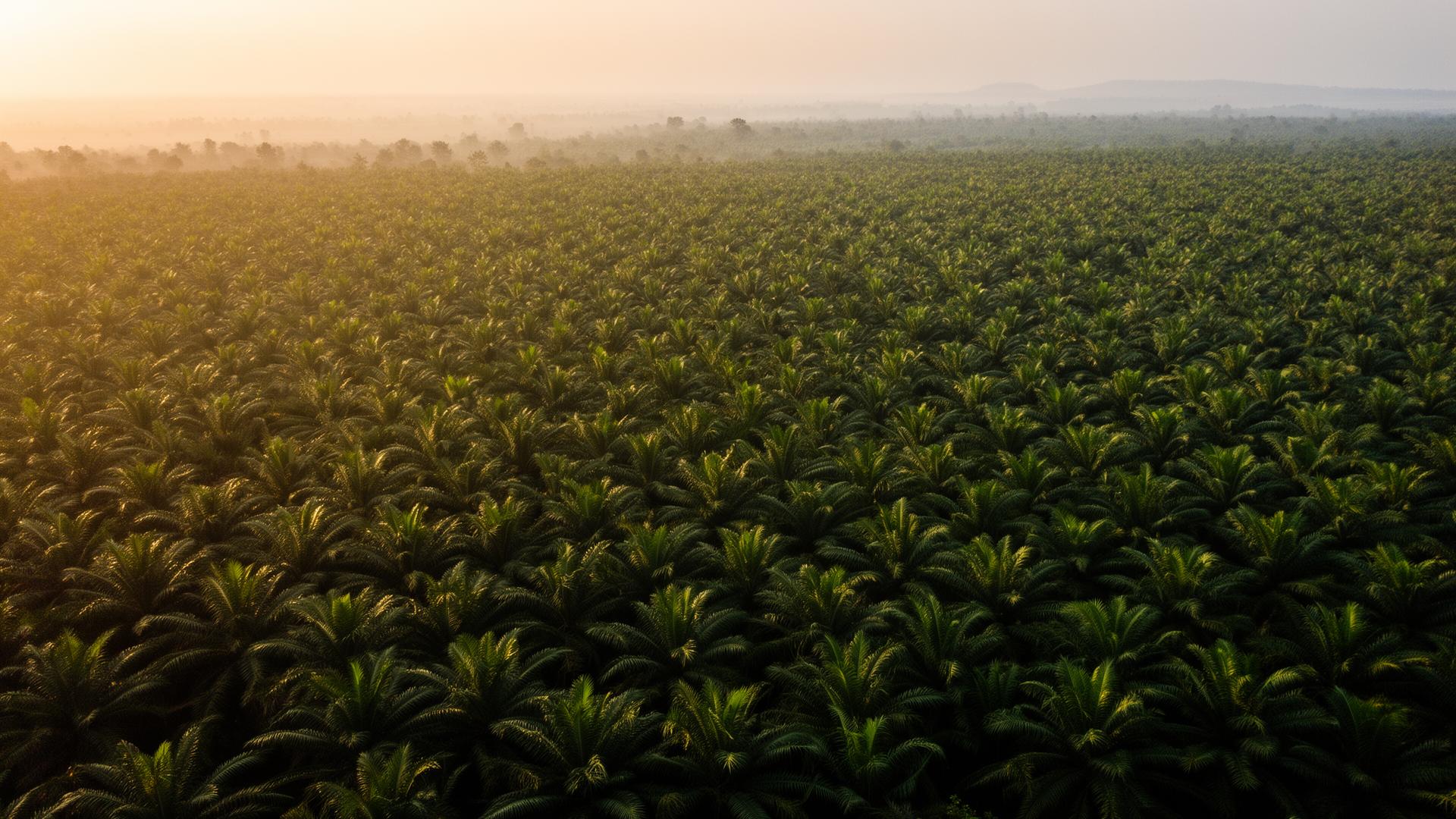 Aerial view of oil palm plantation in Delta State